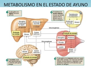 METABOLISMO EN EL ESTADO DE AYUNO
 