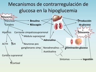 Mecanismos de contrarregulación de
glucosa en la hipoglucemia
Glucemia Hígado
Páncreas Insulina Producción
Cerebro Glucagón Riñón de glucosa
Hipófisis Corriente simpaticosuprarrenal Glucemia
Médula suprarrenal
Adrenalina Músculo/Grasa
ACTH GH Neuronas pos
ganglionares simp Noradrenalina Eliminación glucosa
Acetilcolina
Corteza suprarenal
Síntomas Ingestión
Cortisol
 