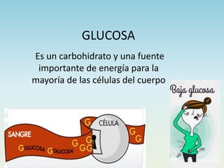 GLUCOSA
Es un carbohidrato y una fuente
importante de energía para la
mayoría de las células del cuerpo
 