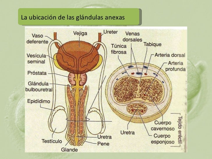 Glandulas Anexas Del Aparato Reproductor Masculino www.slideshare.net
