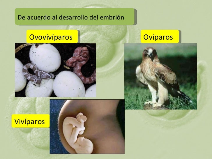 Clase 11 sistema reproductor Clase 11 sistema reproductor