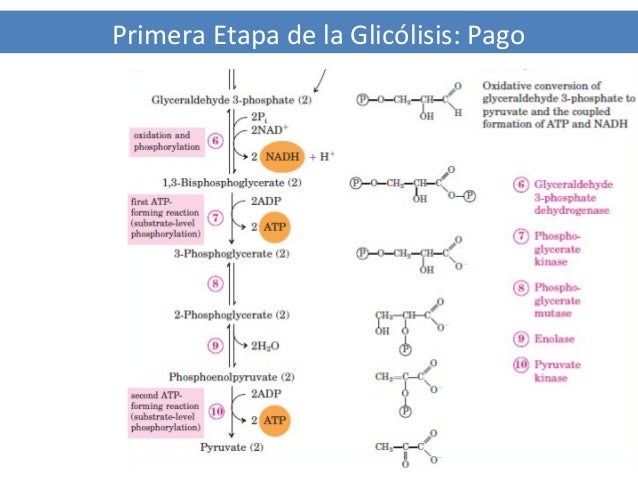 Medicina en Ibuprofeno metabolismo