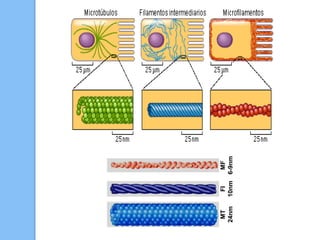 MT
24nm
FI
10nm
MF
6-9nm
 