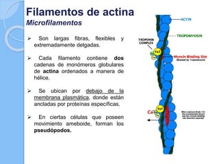  Son largas fibras, flexibles y
extremadamente delgadas.
 Cada filamento contiene dos
cadenas de monómeros globulares
de actina ordenados a manera de
hélice.
 Se ubican por debajo de la
membrana plasmática, donde están
ancladas por proteínas específicas.
 En ciertas células que poseen
movimiento ameboide, forman los
pseudópodos.
Filamentos de actina
Microfilamentos
 