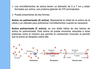  Los microfilamentos de actina tienen un diámetro de 5 a 7 nm y están
formados por actina, una proteína globular de 375 aminoácidos.
 Puede presentarse de dos formas:
Actina no polimerizada (G actina): Representa la mitad de la actina de la
célula y es utilizada para polimerizar microfilamentos cuando es necesario.
Actina polimerizada (F actina): es una doble hélice de dos hebras de
actina no polimerizada. Esta actina se puede encontrar asociada a otras
proteínas como la miosina que permite la contracción muscular al permitir
que la actina se desplace sobre ella.
 