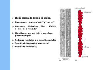 1. Da fuerza mecánica a la superficie celular
2. Permite el cambio de forma celular
3. Permite el movimiento
 Constituyen una red bajo la membrana
plasmática que:
 Hélice empacada de 8 nm de ancho.
 FA es polar: extremos “más” y “menos”
 Altamente dinámicos (Mvto. Celular, ,
contracción muscular
 