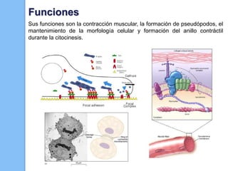 Funciones
Sus funciones son la contracción muscular, la formación de pseudópodos, el
mantenimiento de la morfología celular y formación del anillo contráctil
durante la citocinesis.
 