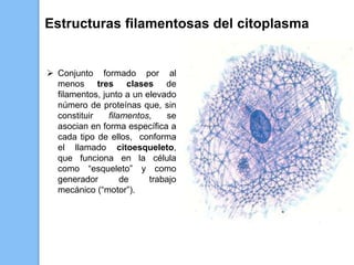  Conjunto formado por al
menos tres clases de
filamentos, junto a un elevado
número de proteínas que, sin
constituir filamentos, se
asocian en forma específica a
cada tipo de ellos, conforma
el llamado citoesqueleto,
que funciona en la célula
como “esqueleto” y como
generador de trabajo
mecánico (“motor”).
Estructuras filamentosas del citoplasma
 