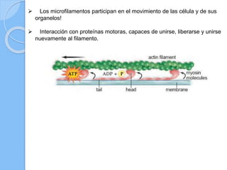 Los microfilamentos participan en el movimiento de las célula y de sus
organelos!
 Interacción con proteínas motoras, capaces de unirse, liberarse y unirse
nuevamente al filamento.
 