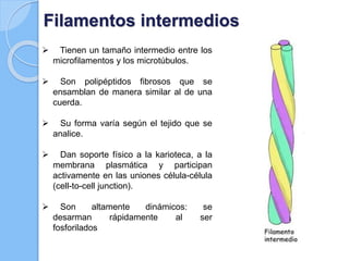Filamentos intermedios
 Tienen un tamaño intermedio entre los
microfilamentos y los microtúbulos.
 Son polipéptidos fibrosos que se
ensamblan de manera similar al de una
cuerda.
 Su forma varía según el tejido que se
analice.
 Dan soporte físico a la karioteca, a la
membrana plasmática y participan
activamente en las uniones célula-célula
(cell-to-cell junction).
 Son altamente dinámicos: se
desarman rápidamente al ser
fosforilados
 
