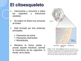 El citoesqueleto
 Interconecta y comunica a todos
los organelos y estructuras
celulares.
 Se origina en áreas muy cercanas
al núcleo.
 Está formado por tres proteínas
principales:
 Filamentos de actina
 Filamentos intermedios
 Microtúbulos
 Mantiene la forma celular y
provee soporte mecánico: permite
el movimiento de los organelos “a
través” de la célula.
 