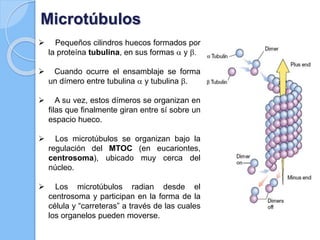Microtúbulos
 Pequeños cilindros huecos formados por
la proteína tubulina, en sus formas a y b.
 Cuando ocurre el ensamblaje se forma
un dímero entre tubulina a y tubulina b.
 A su vez, estos dímeros se organizan en
filas que finalmente giran entre sí sobre un
espacio hueco.
 Los microtúbulos se organizan bajo la
regulación del MTOC (en eucariontes,
centrosoma), ubicado muy cerca del
núcleo.
 Los microtúbulos radian desde el
centrosoma y participan en la forma de la
célula y “carreteras” a través de las cuales
los organelos pueden moverse.
 