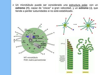  Un microtúbulo puede ser considerado una estructura polar, con un
extremo (+), capaz de “crecer” a gran velocidad, y un extremo (-), que
tiende a perder subunidades si no está estabilizado.
 