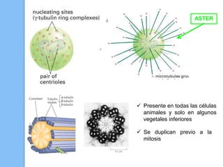 ASTER
 Presente en todas las células
animales y solo en algunos
vegetales inferiores
 Se duplican previo a la
mitosis
 
