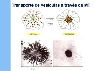 Transporte de vesículas a través de MT
 