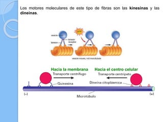 Los motores moleculares de este tipo de fibras son las kinesinas y las
dineínas.
Hacia la membrana Hacia el centro celular
 