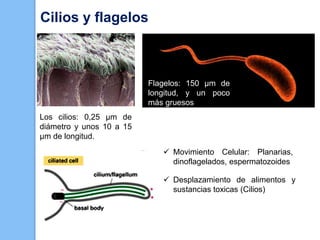 Los cilios: 0,25 µm de
diámetro y unos 10 a 15
µm de longitud.
Flagelos: 150 µm de
longitud, y un poco
más gruesos
 Movimiento Celular: Planarias,
dinoflagelados, espermatozoides
 Desplazamiento de alimentos y
sustancias toxicas (Cilios)
Cilios y flagelos
 