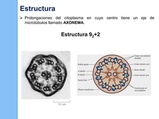  Prolongaciones del citoplasma en cuyo centro tiene un eje de
microtúbulos llamado AXONEMA.
Estructura 92+2
Estructura
 