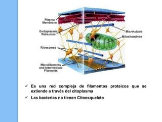  Es una red compleja de filamentos proteicos que se
extiende a través del citoplasma
 Las bacterias no tienen Citoesqueleto
 