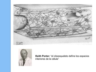 Keith Porter: “el citoesqueleto define los espacios
interiores de la célula”
 