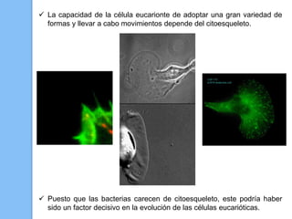  La capacidad de la célula eucarionte de adoptar una gran variedad de
formas y llevar a cabo movimientos depende del citoesqueleto.
 Puesto que las bacterias carecen de citoesqueleto, este podría haber
sido un factor decisivo en la evolución de las células eucarióticas.
 