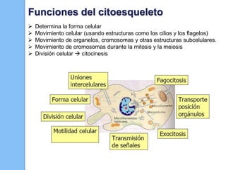 Determina la forma celular
 Movimiento celular (usando estructuras como los cilios y los flagelos)
 Movimiento de organelos, cromosomas y otras estructuras subcelulares.
 Movimiento de cromosomas durante la mitosis y la meiosis
 División celular  citocinesis
Funciones del citoesqueleto
 