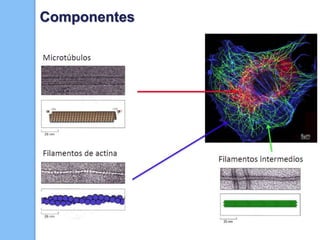 Componentes
 