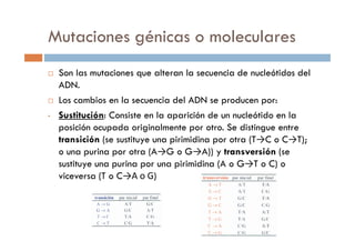 Son las mutaciones que alteran la secuencia de nucleótidos del
ADN.
Los cambios en la secuencia del ADN se producen por:
• Sustitución: Consiste en la aparición de un nucleótido en la
posición ocupada originalmente por otro. Se distingue entre
Mutaciones génicas o moleculares
posición ocupada originalmente por otro. Se distingue entre
transición (se sustituye una pirimidina por otra (T→C o C→T);
o una purina por otra (A→G o G→A)) y transversión (se
sustituye una purina por una pirimidina (A o G→T o C) o
viceversa (T o C→A o G)
 