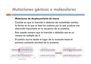 • Mutaciones de desplazamiento de marco
Consiste en que la inserción o deleción de nucleótidos cambia
la forma en la que se leen los codones por lo que produce una
alteración importante en la secuencia de la proteína.
Esto sucede siempre que la inserción o deleción sea en un
Mutaciones génicas o moleculares
Esto sucede siempre que la inserción o deleción sea en un
número no múltiplo de 3.
El cambio ocurre desde el lugar de la mutación hasta el
extremo carboxilo terminal de la proteína.
 