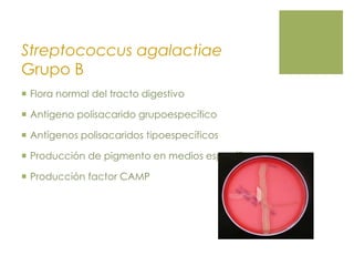 Streptococcus agalactiae
Grupo B
 Flora normal del tracto digestivo
 Antigeno polisacarido grupoespecífico
 Antígenos polisacaridos tipoespecíficos
 Producción de pigmento en medios específicos.
 Producción factor CAMP
 