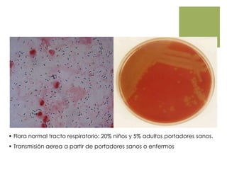 Streptococcus pneumoniae
• Flora normal tracto respiratorio: 20% niños y 5% adultos portadores sanos.
• Transmisión aerea a partir de portadores sanos o enfermos
 