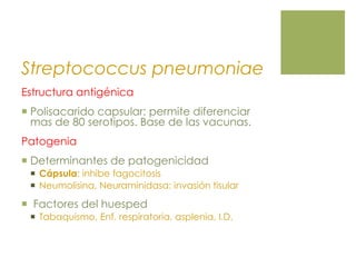 Streptococcus pneumoniae
Estructura antigénica
 Polisacarido capsular: permite diferenciar
mas de 80 serotipos. Base de las vacunas.
Patogenia
 Determinantes de patogenicidad
 Cápsula: inhibe fagocitosis
 Neumolisina, Neuraminidasa: invasión tisular
 Factores del huesped
 Tabaquismo, Enf. respiratoria, asplenia, I.D.
 