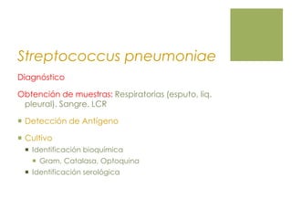 Streptococcus pneumoniae
Diagnóstico
Obtención de muestras: Respiratorias (esputo, liq.
pleural). Sangre. LCR
 Detección de Antígeno
 Cultivo
 Identificación bioquímica
 Gram, Catalasa, Optoquina
 Identificación serológica
 
