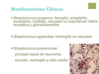 Manifestaciones Clínicas
Streptococcus pyogenes: faringitis, amigdalitis,
escarlatina, impétigo, secuelas no supurativas: fiebre
reumática y glomerulonefritis
Streptococcus agalactiae: meningitis en neonatos
Streptococcus pneumoniae:
principal causa de neumonía,
sinusitis, meningitis y otitis media.
 