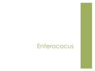 Enterococus
 
