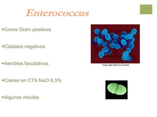 Enterococcus
Cocos Gram positivos
Catalasa negativos
Aerobios facultativos
Crecen en CTS NaCl 6,5%
Algunos móviles
 