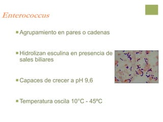 Enterococcus
Agrupamiento en pares o cadenas
Hidrolizan esculina en presencia de
sales biliares
Capaces de crecer a pH 9,6
Temperatura oscila 10°C - 45ºC
 