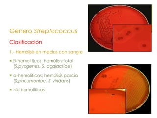 Género Streptococcus
Clasificación
1.- Hemólisis en medios con sangre
 β-hemolíticos: hemólisis total
(S.pyogenes, S. agalactiae)
 α-hemoliticos: hemólisis parcial
(S.pneumoniae, S. viridans)
 No hemolíticos
 