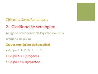 Género Streptococcus
2.- Clasificación serológica
Antígeno polisacarido de la pared celular o
antígeno de grupo
Grupos serológicos de Lancefield
 Grupo A, B, C, D, F,……..V.
 Grupo A = S. pyogenes
 Grupo B = S. agalactiae
 