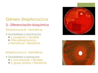 Género Streptococcus
3.- Diferenciación bioquímica
Estreptococos β - hemolíticos
 Sensibilidad a bacitracina
 S. pyogenes = Sensible
 Otros estreptococos
β-hemolíticos = Resistente
Estreptococos α - hemolíticos
 Sensibilidad a optoquina
 S. pneumoniae = Sensible
 S. grupo viridans = Resistente
 
