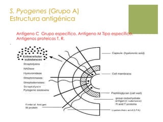 S. Pyogenes (Grupo A)
Estructura antigénica
.
Antígeno C Grupo específico. Antígeno M Tipo específico.
Antigenos proteicos T, R.
 