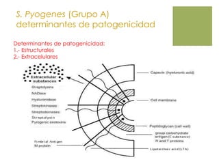 S. Pyogenes (Grupo A)
determinantes de patogenicidad
.
Determinantes de patogenicidad:
1.- Estructurales
2.- Extracelulares
 