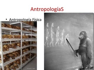 AntropologíaS
• Antropología Física
 