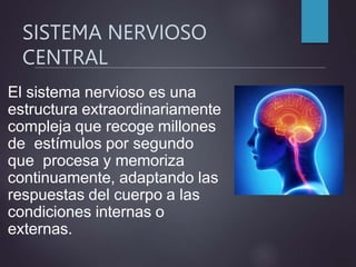 El sistema nervioso es una
estructura extraordinariamente
compleja que recoge millones
de estímulos por segundo
que procesa y memoriza
continuamente, adaptando las
respuestas del cuerpo a las
condiciones internas o
externas.
SISTEMA NERVIOSO
CENTRAL
 