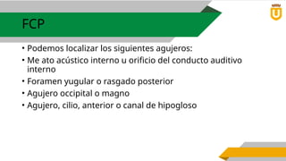 Formane Rasgado Comprehensive Anatomy of the Human Skull and Meninges for Medical ...