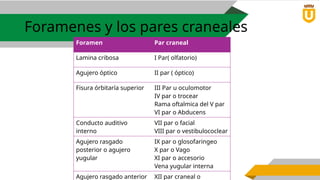 Formane Rasgado Comprehensive Anatomy of the Human Skull and Meninges for Medical ...