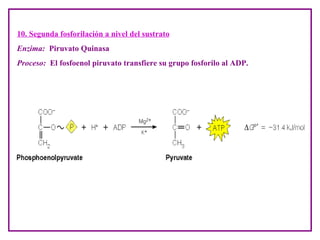 Clase 12 Glicolisis | PPT