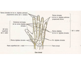 CUBITAL
• Ramo cutáneo palmar nace en el 1/3 medio del
antebrazo, desciende bajo la fascia antebraquial
por delante de la ...