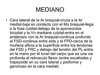 FOSA CUBITAL
• Línea imaginaria entre los epicondilos
• Mo pronador redondo
• Mo braquiorradial
• Suelo: braquial y supina...