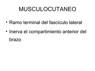 MUSCULOCUTANEO
• Ramo terminal del fascículo lateral
• Inerva el compartimiento anterior del
brazo
 